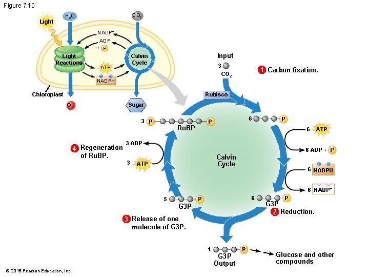 Figure 7. 10 CO 2 H 2 O Light NADP+ ADP + P Light