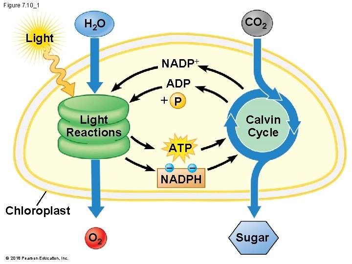 Figure 7. 10_1 CO 2 H 2 O Light NADP+ ADP + P Light