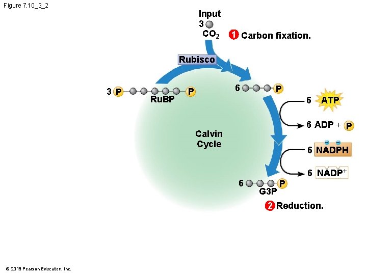 Figure 7. 10_3_2 Input 3 CO 2 1 Carbon fixation. Rubisco 3 P Ru.