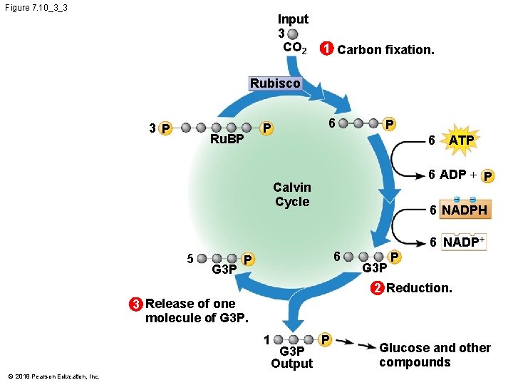 Figure 7. 10_3_3 Input 3 CO 2 1 Carbon fixation. Rubisco 3 P Ru.