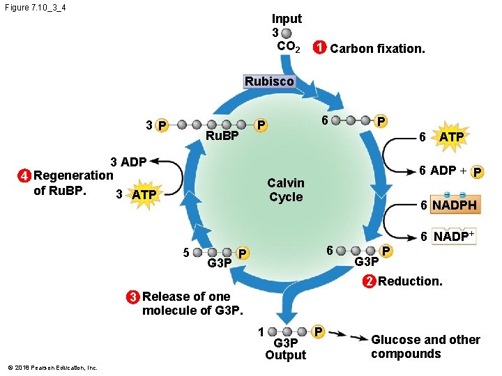 Figure 7. 10_3_4 Input 3 CO 2 1 Carbon fixation. Rubisco 3 P Ru.