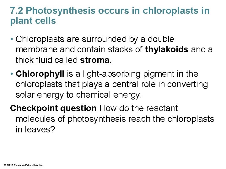 7. 2 Photosynthesis occurs in chloroplasts in plant cells • Chloroplasts are surrounded by