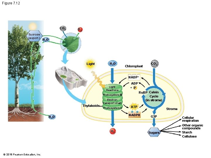 Figure 7. 12 CO 2 Sucrose (export) O 2 H 2 O Light H