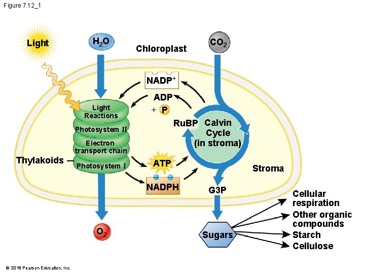 Figure 7. 12_1 Light H 2 O Chloroplast CO 2 NADP+ Light Reactions ADP