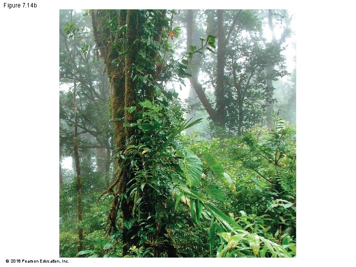 Figure 7. 14 b © 2018 Pearson Education, Inc. 