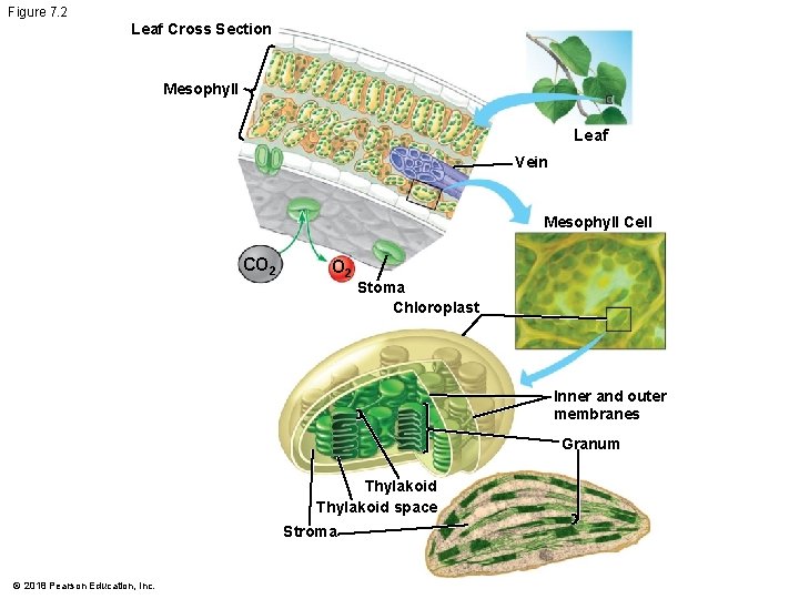 Figure 7. 2 Leaf Cross Section Mesophyll Leaf Vein Mesophyll Cell CO 2 Stoma