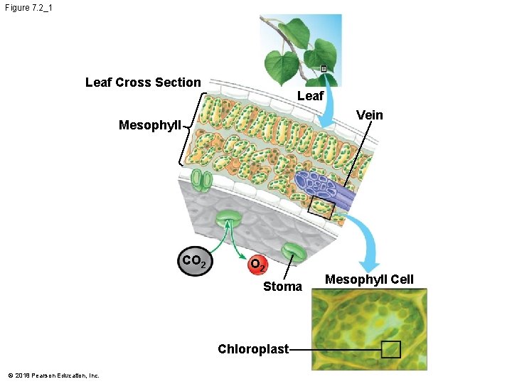 Figure 7. 2_1 Leaf Cross Section Leaf Vein Mesophyll CO 2 Stoma Chloroplast ©