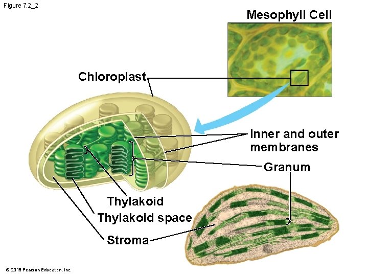 Figure 7. 2_2 Mesophyll Cell Chloroplast Inner and outer membranes Granum Thylakoid space Stroma