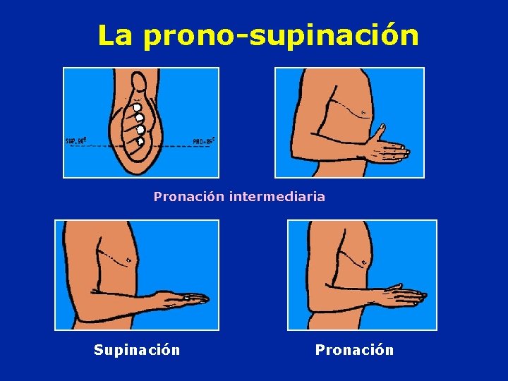 La prono-supinación Pronación intermediaria Supinación Pronación 