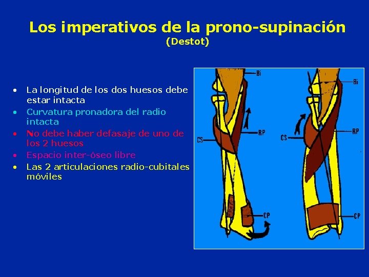 Los imperativos de la prono-supinación (Destot) • • • La longitud de los dos