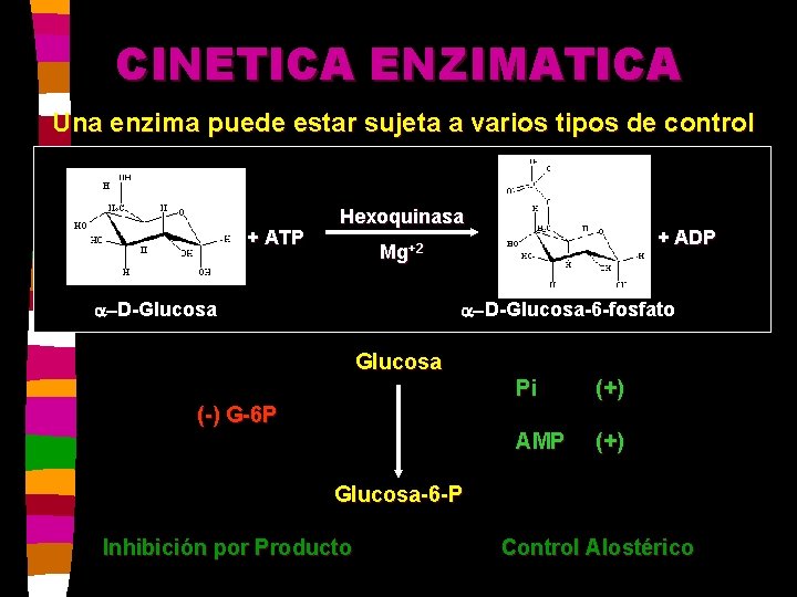 CINETICA ENZIMATICA Una enzima puede estar sujeta a varios tipos de control + ATP