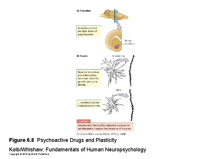 Figure 6. 8 Psychoactive Drugs and Plasticity Kolb/Whishaw: Fundamentals of Human Neuropsychology Copyright ©