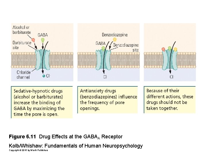 Figure 6. 11 Drug Effects at the GABAA Receptor Kolb/Whishaw: Fundamentals of Human Neuropsychology