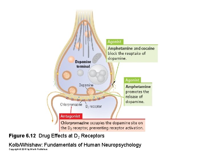 Figure 6. 12 Drug Effects at D 2 Receptors Kolb/Whishaw: Fundamentals of Human Neuropsychology