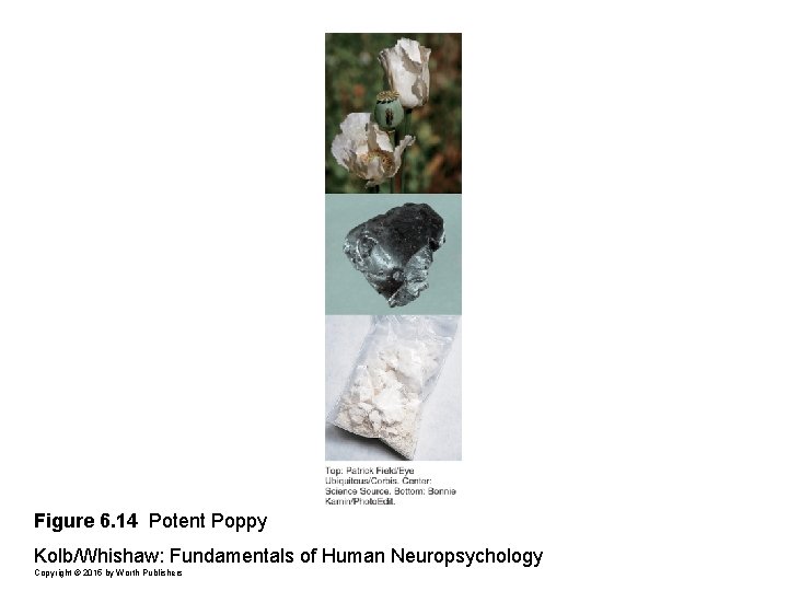 Figure 6. 14 Potent Poppy Kolb/Whishaw: Fundamentals of Human Neuropsychology Copyright © 2015 by