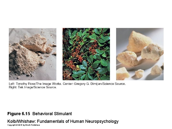 Figure 6. 15 Behavioral Stimulant Kolb/Whishaw: Fundamentals of Human Neuropsychology Copyright © 2015 by