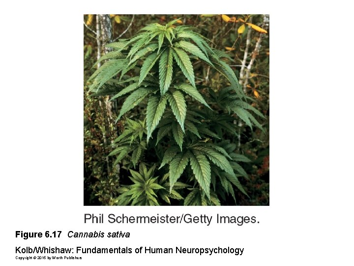 Figure 6. 17 Cannabis sativa Kolb/Whishaw: Fundamentals of Human Neuropsychology Copyright © 2015 by