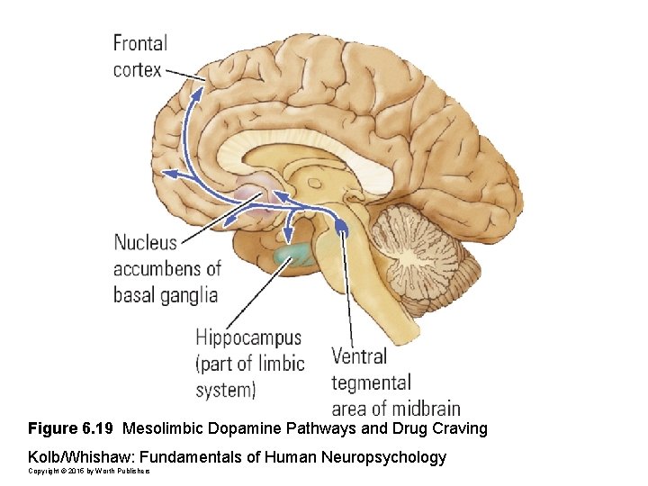 Figure 6. 19 Mesolimbic Dopamine Pathways and Drug Craving Kolb/Whishaw: Fundamentals of Human Neuropsychology