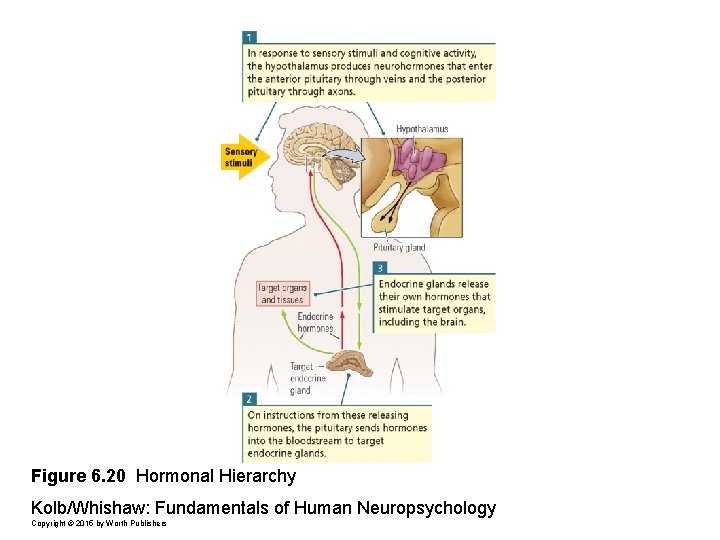 Figure 6. 20 Hormonal Hierarchy Kolb/Whishaw: Fundamentals of Human Neuropsychology Copyright © 2015 by