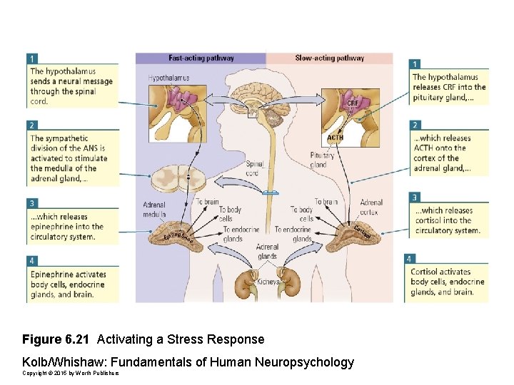 Figure 6. 21 Activating a Stress Response Kolb/Whishaw: Fundamentals of Human Neuropsychology Copyright ©