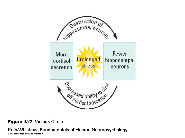 Figure 6. 22 Vicious Circle Kolb/Whishaw: Fundamentals of Human Neuropsychology Copyright © 2015 by