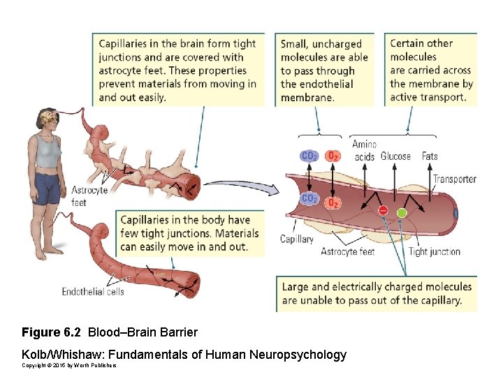 Figure 6. 2 Blood–Brain Barrier Kolb/Whishaw: Fundamentals of Human Neuropsychology Copyright © 2015 by