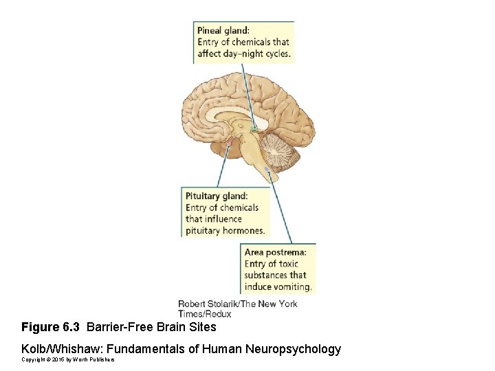 Figure 6. 3 Barrier-Free Brain Sites Kolb/Whishaw: Fundamentals of Human Neuropsychology Copyright © 2015