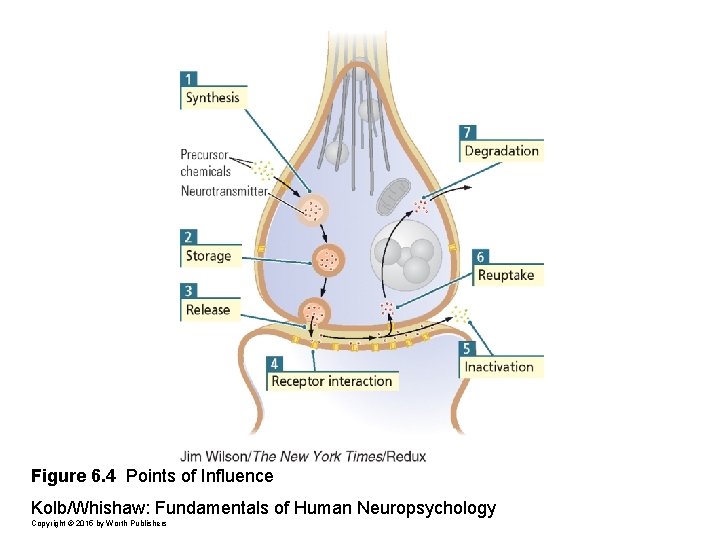 Figure 6. 4 Points of Influence Kolb/Whishaw: Fundamentals of Human Neuropsychology Copyright © 2015