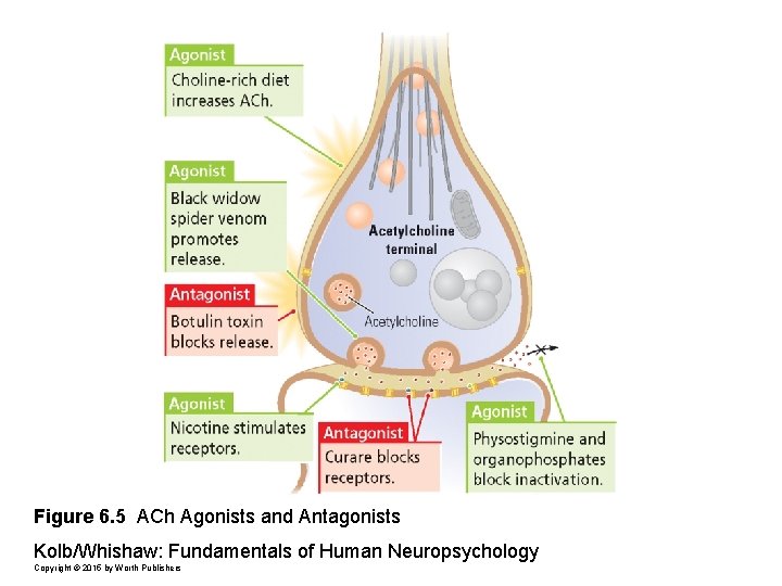 Figure 6. 5 ACh Agonists and Antagonists Kolb/Whishaw: Fundamentals of Human Neuropsychology Copyright ©