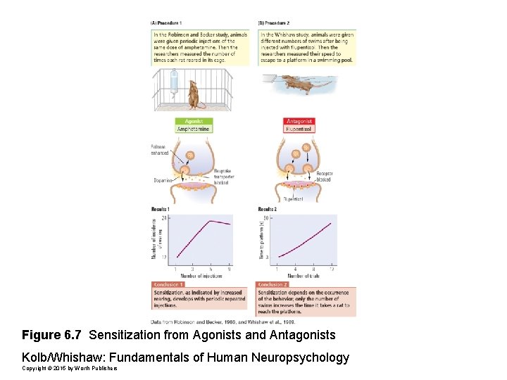 Figure 6. 7 Sensitization from Agonists and Antagonists Kolb/Whishaw: Fundamentals of Human Neuropsychology Copyright