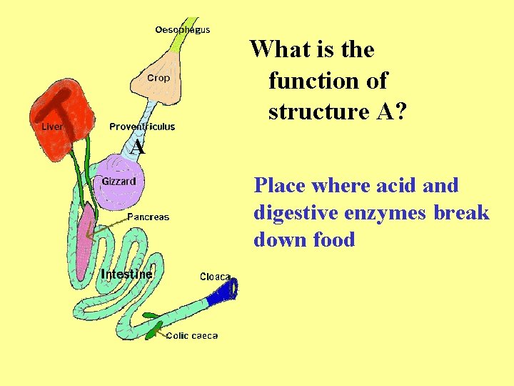 What is the function of structure A? A Place where acid and digestive enzymes