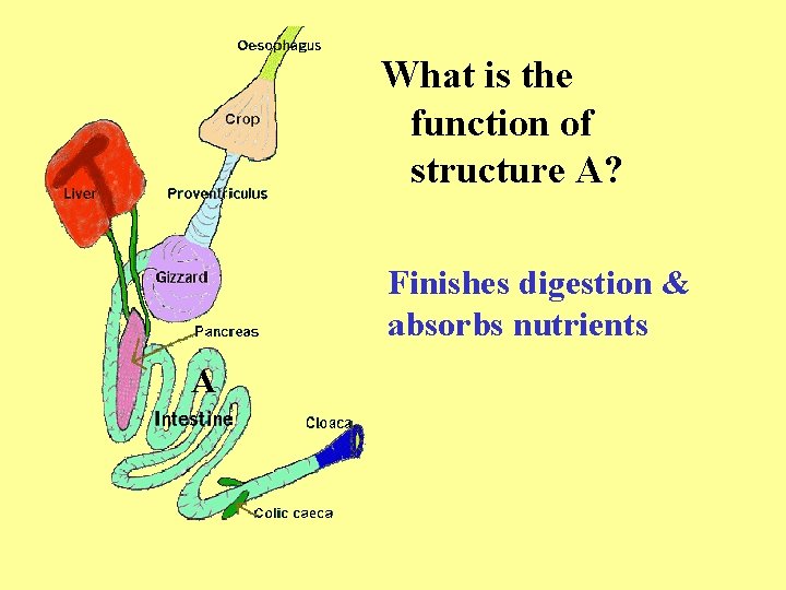 What is the function of structure A? Finishes digestion & absorbs nutrients A 
