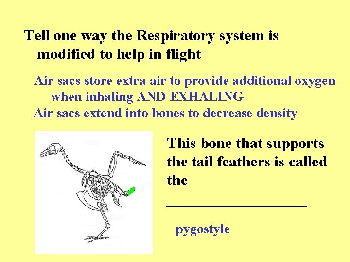 Tell one way the Respiratory system is modified to help in flight Air sacs