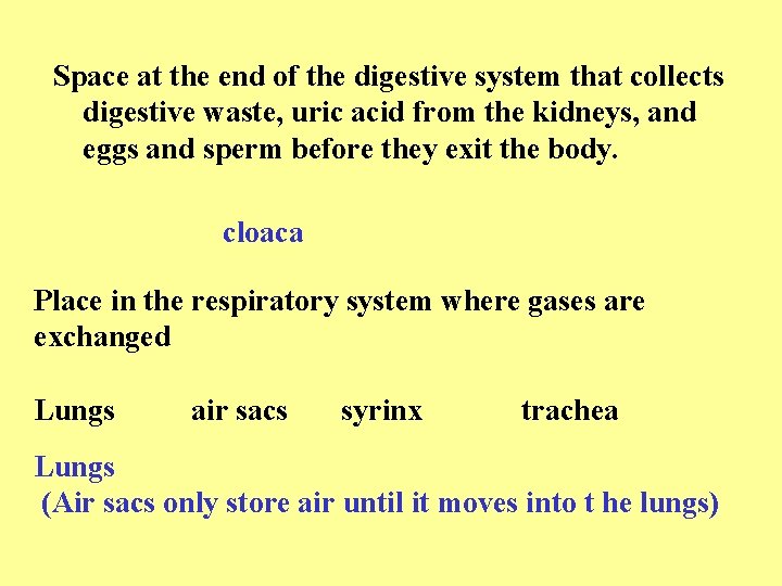 Space at the end of the digestive system that collects digestive waste, uric acid