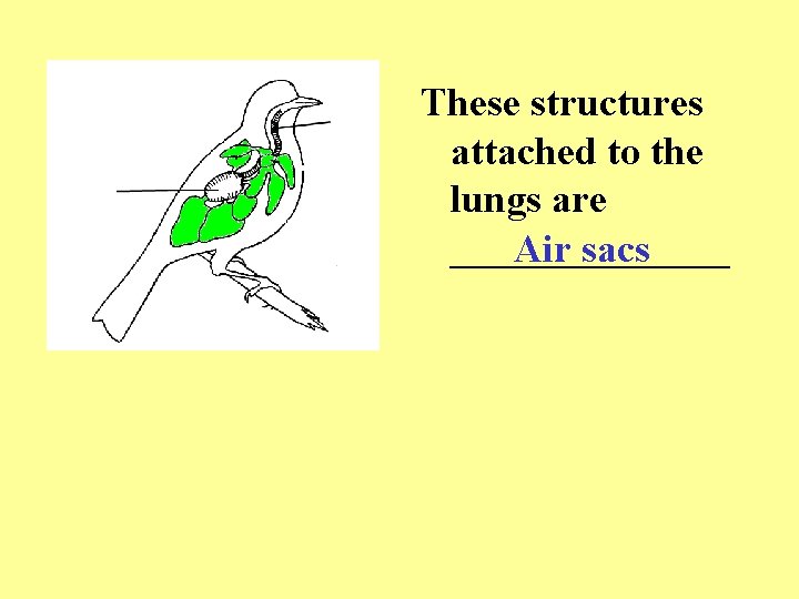 These structures attached to the lungs are _______ Air sacs 