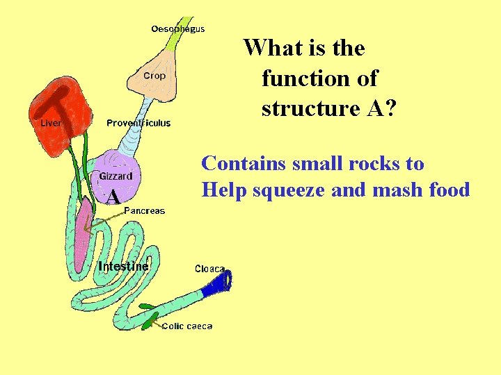 What is the function of structure A? A Contains small rocks to Help squeeze