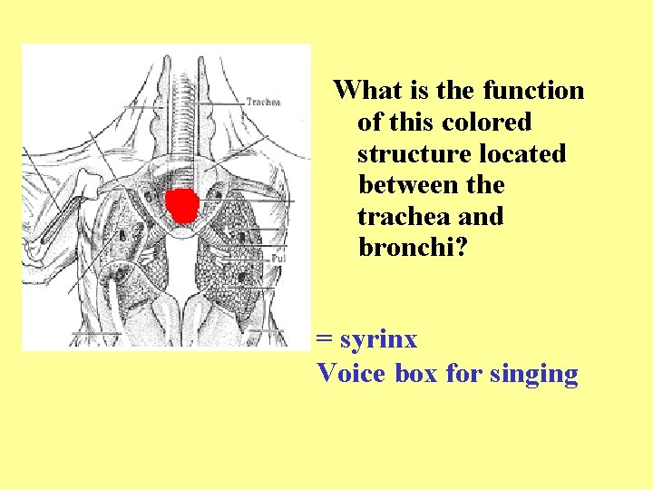 What is the function of this colored structure located between the trachea and bronchi?