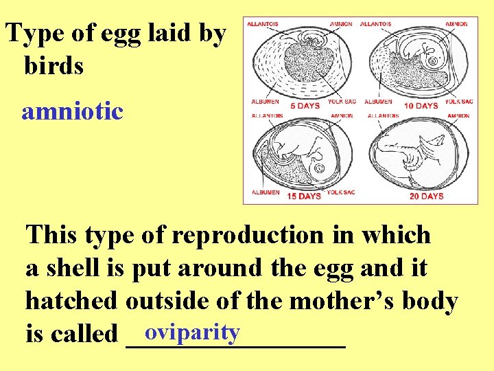 Type of egg laid by birds amniotic This type of reproduction in which a