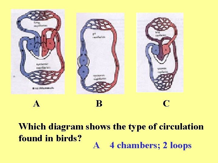 A B C Which diagram shows the type of circulation found in birds? A