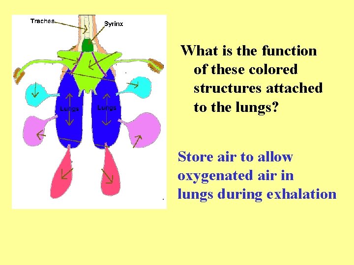 What is the function of these colored structures attached to the lungs? Store air