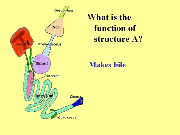 A What is the function of structure A? Makes bile 