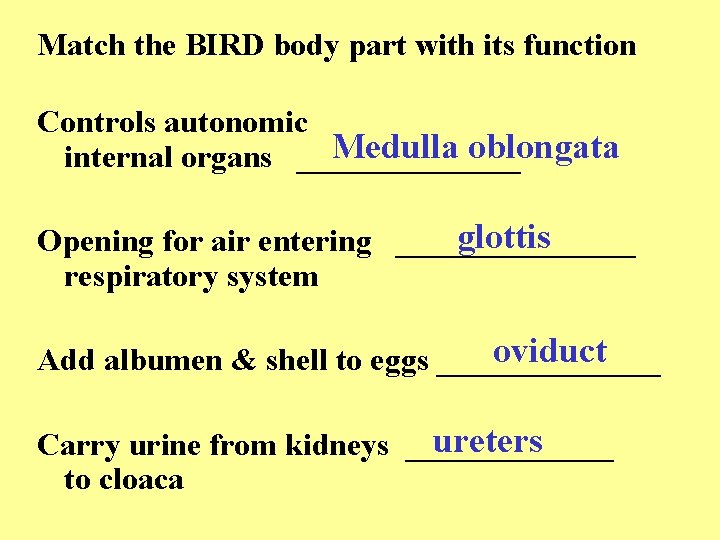Match the BIRD body part with its function Controls autonomic Medulla oblongata internal organs