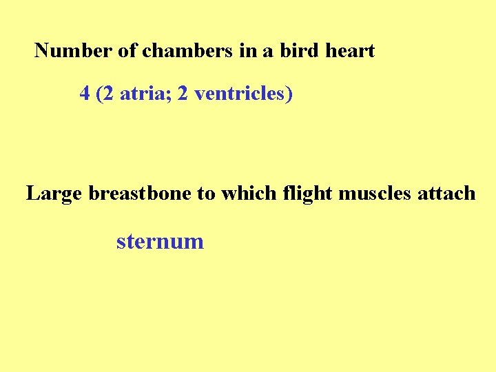 Number of chambers in a bird heart 4 (2 atria; 2 ventricles) Large breastbone