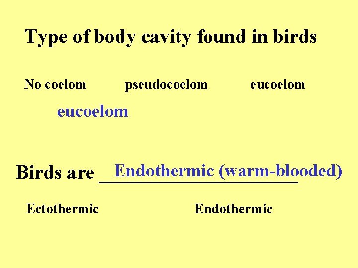 Type of body cavity found in birds No coelom pseudocoelom eucoelom Endothermic (warm-blooded) Birds