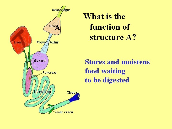 A What is the function of structure A? Stores and moistens food waiting to