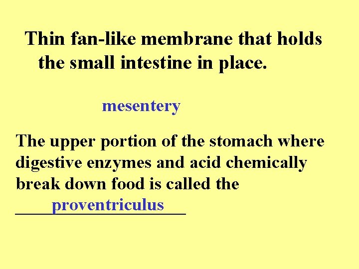 Thin fan-like membrane that holds the small intestine in place. mesentery The upper portion