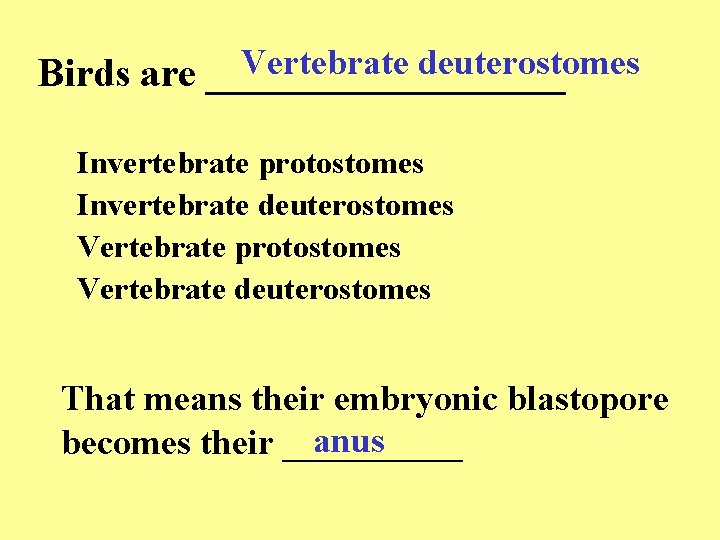 Vertebrate deuterostomes Birds are _________ Invertebrate protostomes Invertebrate deuterostomes Vertebrate protostomes Vertebrate deuterostomes That