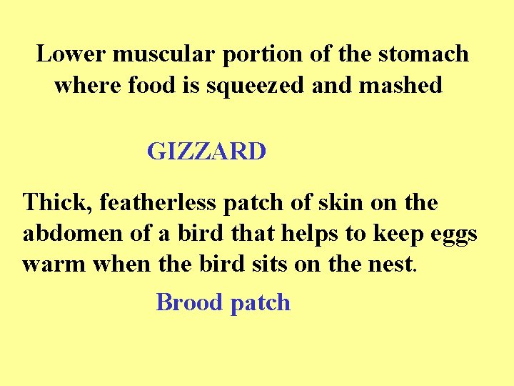 Lower muscular portion of the stomach where food is squeezed and mashed GIZZARD Thick,