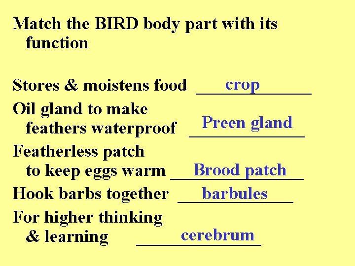 Match the BIRD body part with its function crop Stores & moistens food _______