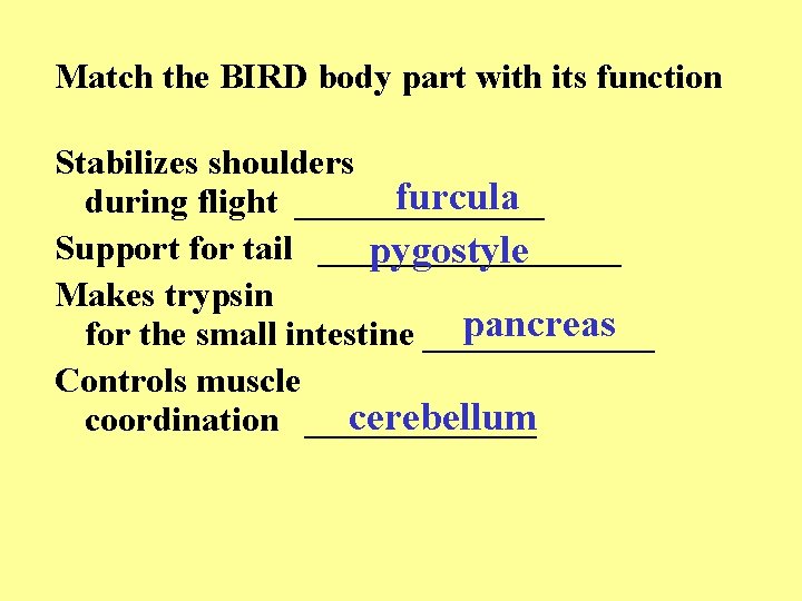 Match the BIRD body part with its function Stabilizes shoulders furcula during flight _______